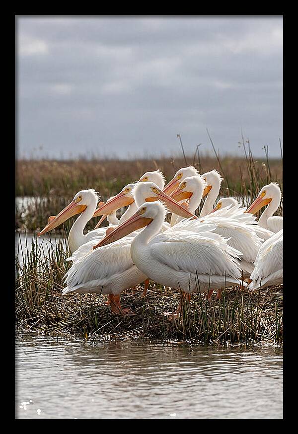White Pelicans Gathering By Water
