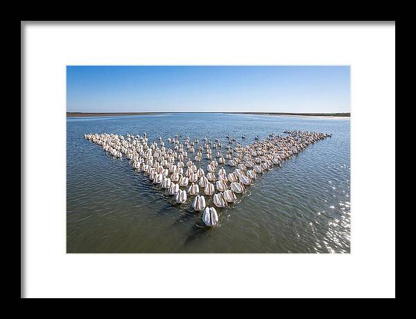 White Pelicans In Formation