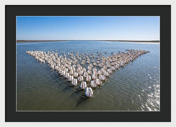 White Pelicans In Formation