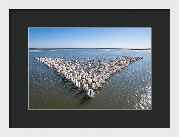 White Pelicans In Formation