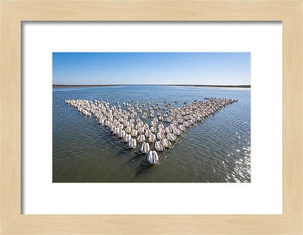 White Pelicans In Formation