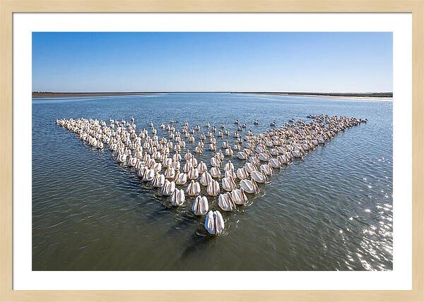White Pelicans In Formation