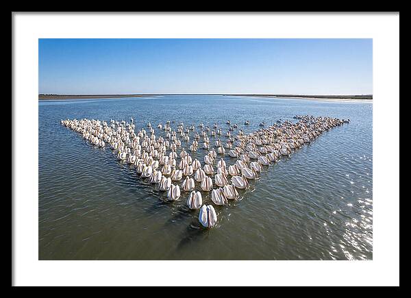 White Pelicans In Formation