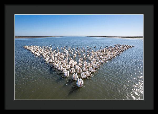 White Pelicans In Formation