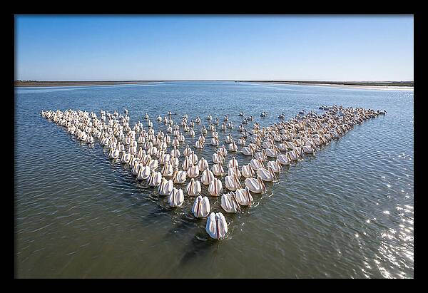 White Pelicans In Formation