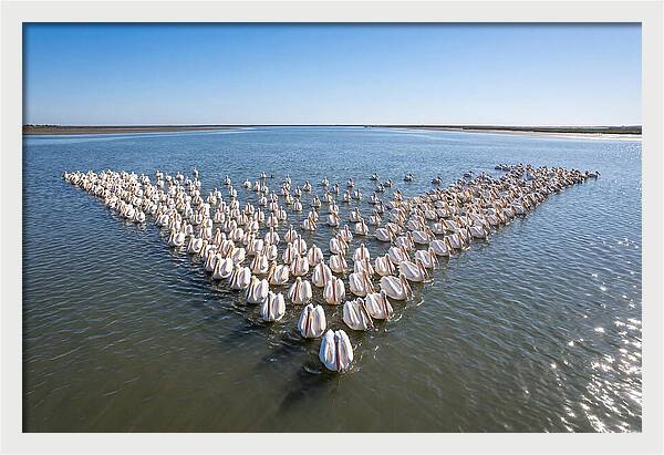 White Pelicans In Formation