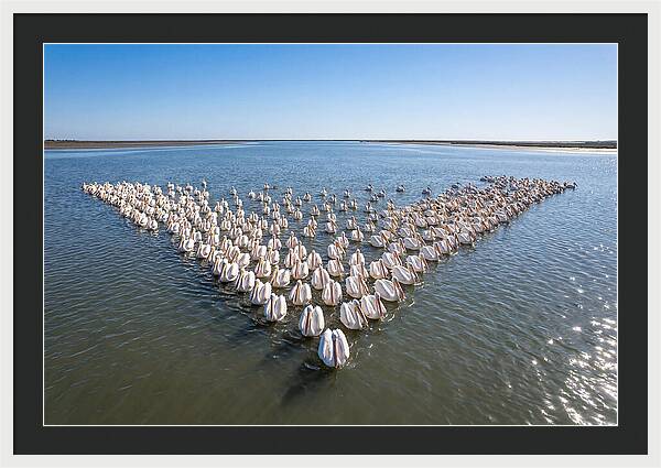 White Pelicans In Formation