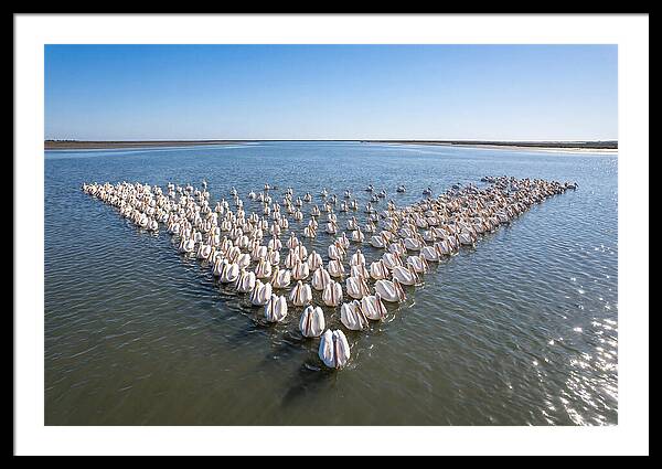 White Pelicans In Formation