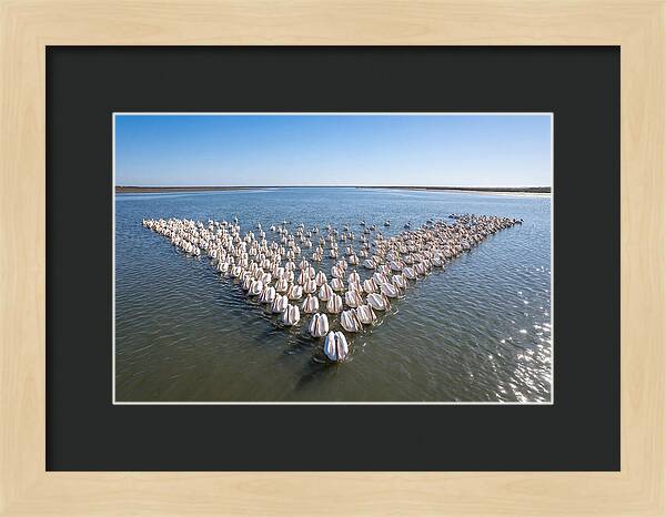 White Pelicans In Formation