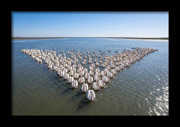 White Pelicans In Formation