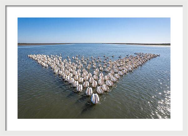 White Pelicans In Formation