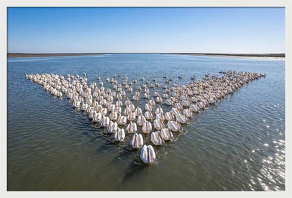 White Pelicans In Formation