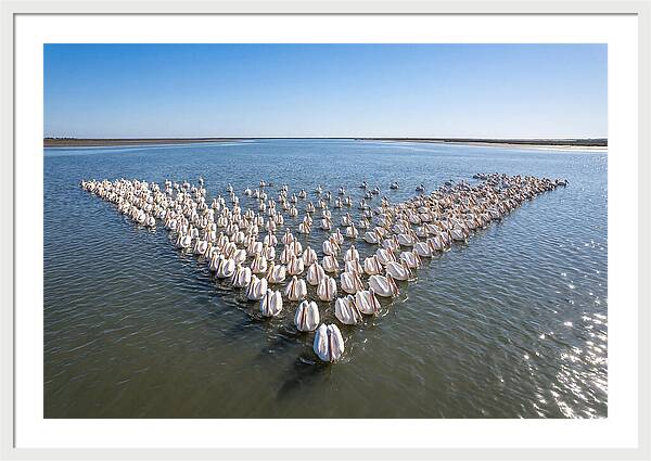 White Pelicans In Formation