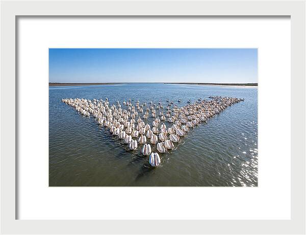 White Pelicans In Formation