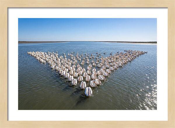 White Pelicans In Formation