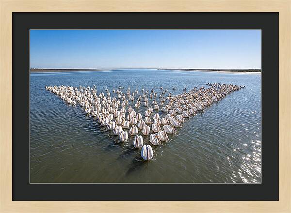 White Pelicans In Formation