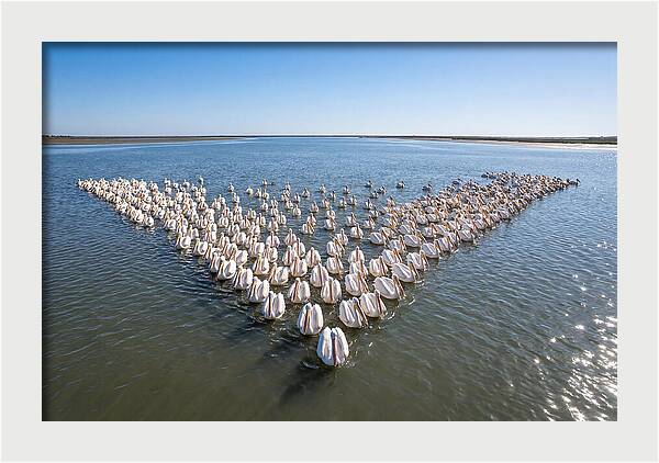 White Pelicans In Formation