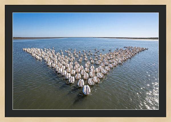 White Pelicans In Formation