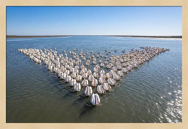 White Pelicans In Formation