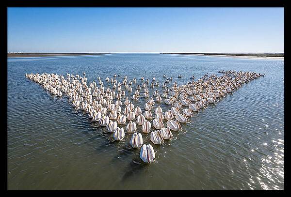 White Pelicans In Formation