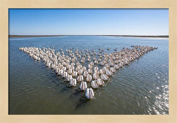 White Pelicans In Formation