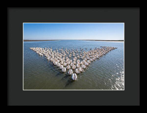 White Pelicans In Formation