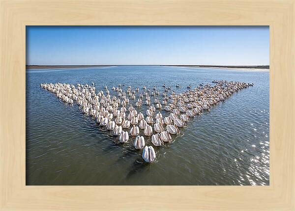 White Pelicans In Formation