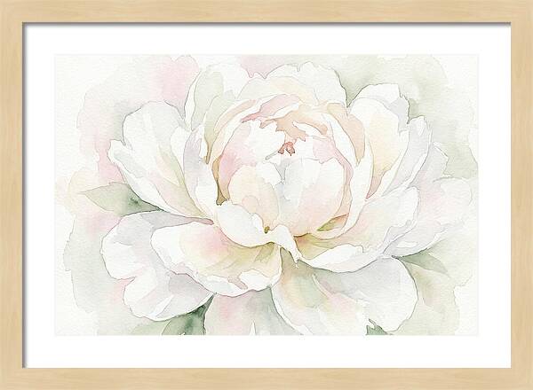 White Peony Blossom