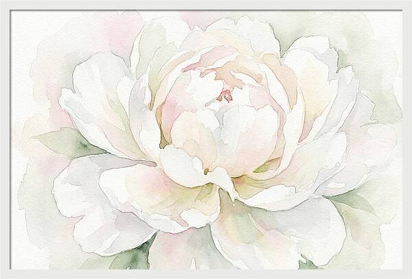 White Peony Blossom