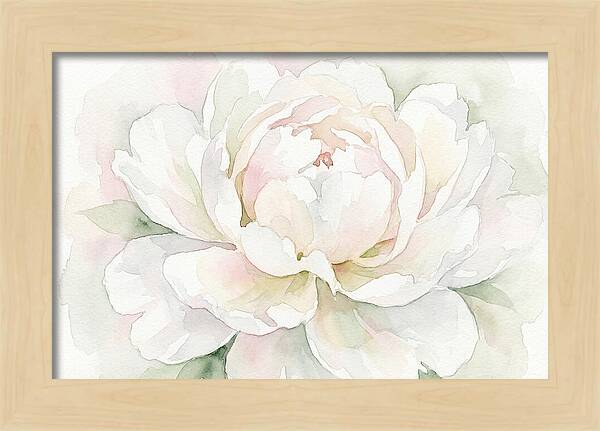 White Peony Blossom
