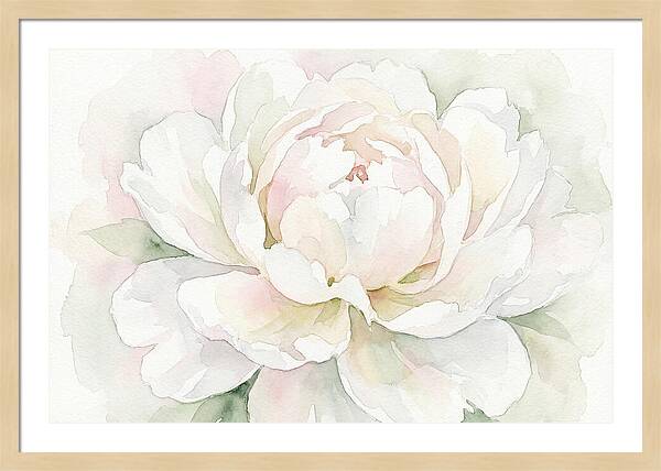 White Peony Blossom