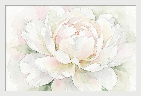White Peony Blossom