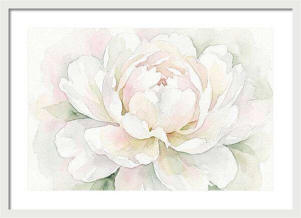 White Peony Blossom