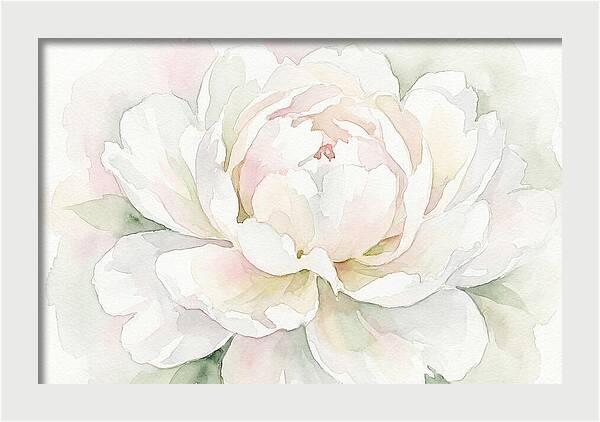 White Peony Blossom