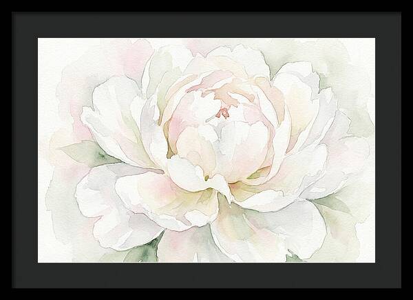 White Peony Blossom