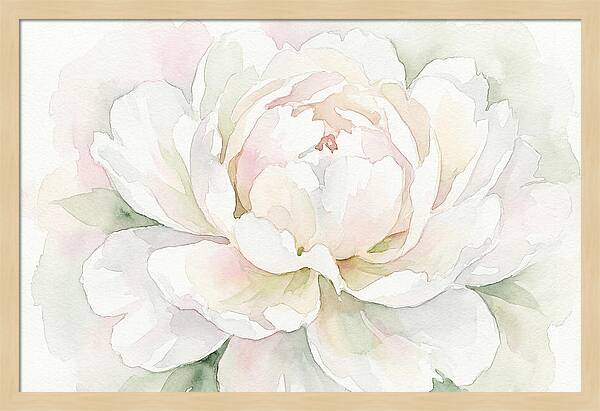 White Peony Blossom