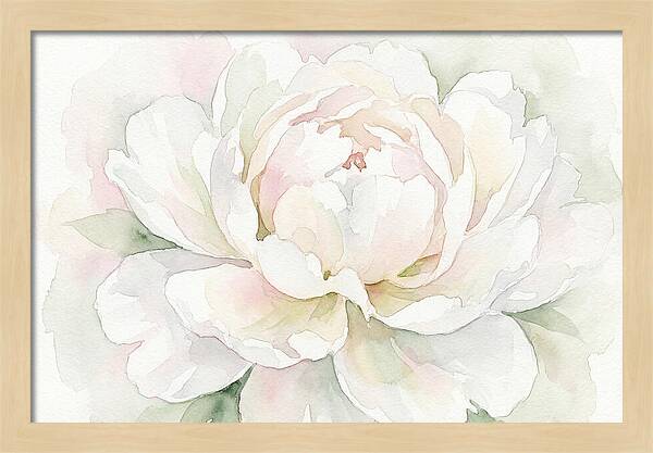 White Peony Blossom