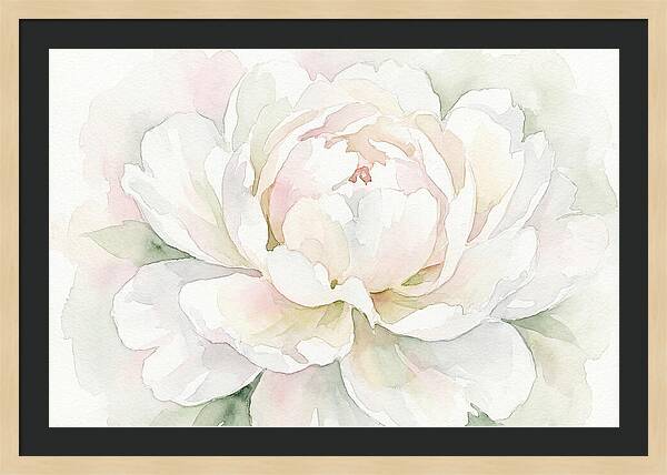 White Peony Blossom