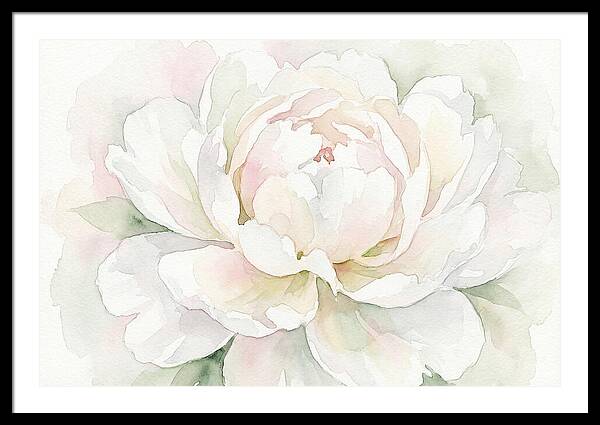 White Peony Blossom