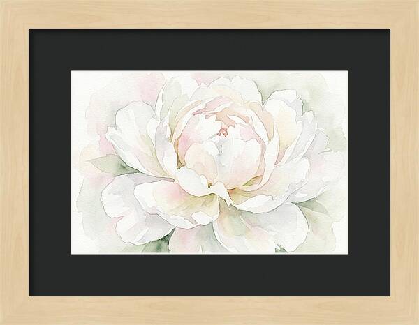 White Peony Blossom