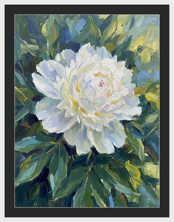 White Peony In Bloom