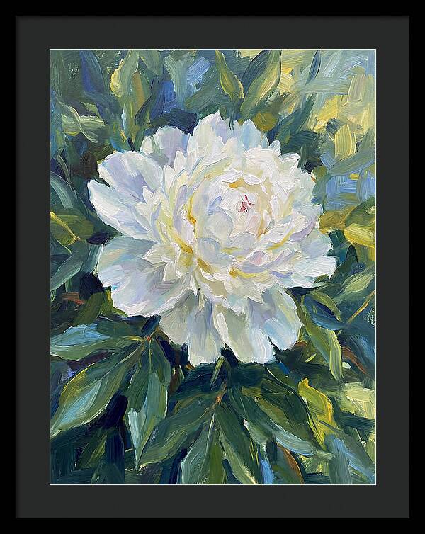 White Peony In Bloom