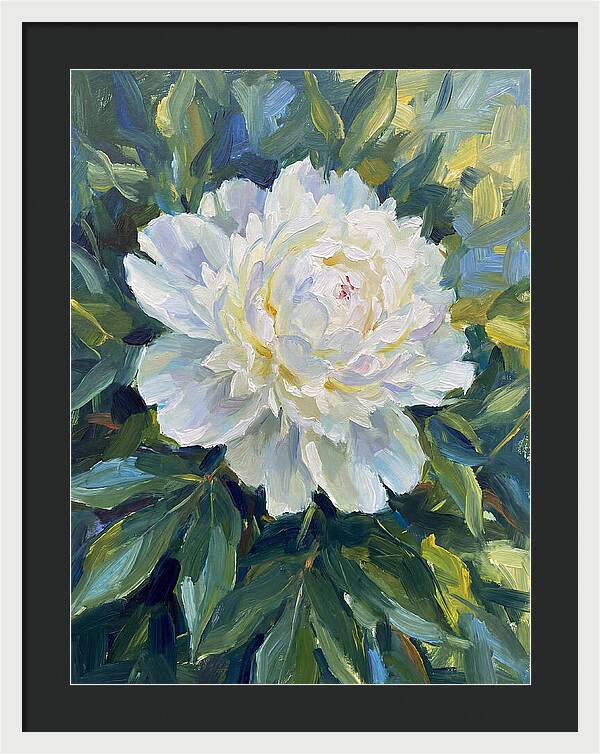 White Peony In Bloom