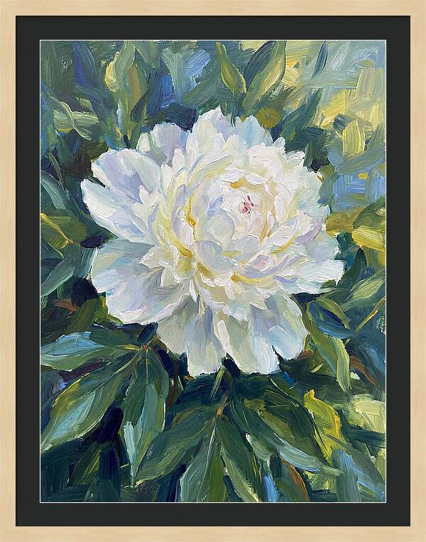 White Peony In Bloom
