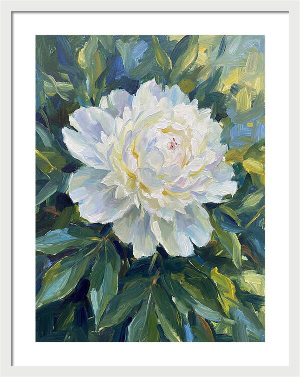 White Peony In Bloom