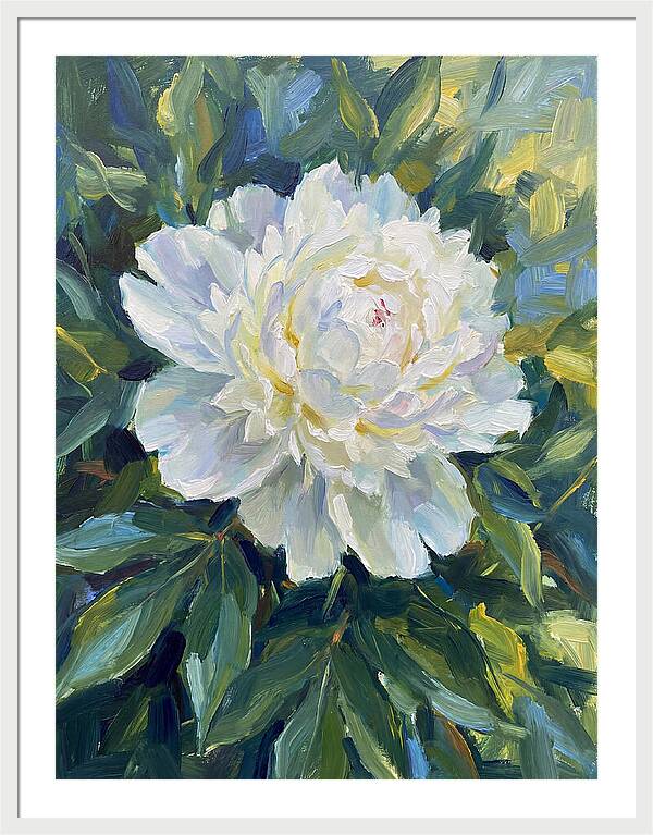 White Peony In Bloom