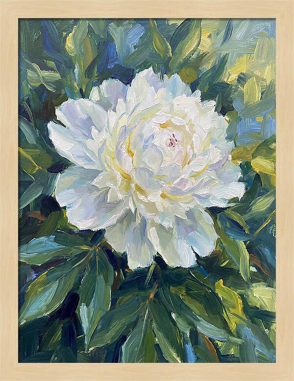 White Peony In Bloom