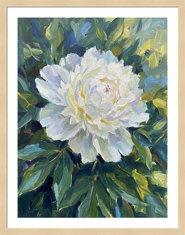 White Peony In Bloom