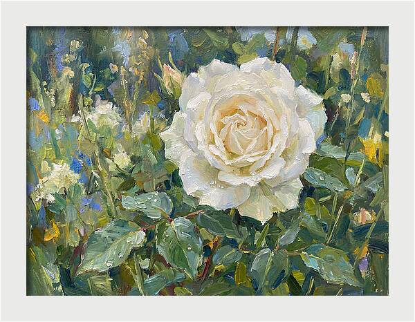 White Rose In Bloom
