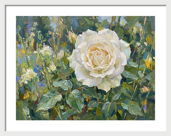 White Rose In Bloom
